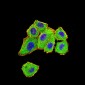 Mouse Monoclonal Antibody to DDX1