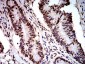 Mouse Monoclonal Antibody to DDX1