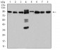 Mouse Monoclonal Antibody to DDX1