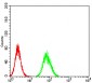 Mouse Monoclonal Antibody to CALB2