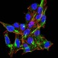 Mouse Monoclonal Antibody to DDX58