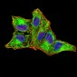 Mouse Monoclonal Antibody to DDX58