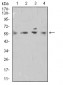 Mouse Monoclonal Antibody to DNTT