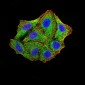 Mouse Monoclonal Antibody to TRIM25