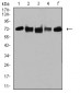 Mouse Monoclonal Antibody to TRIM25