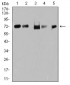 Mouse Monoclonal Antibody to TRIM25