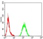 Mouse Monoclonal Antibody to ALK