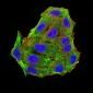 Mouse Monoclonal Antibody to RBFOX3