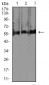 Mouse Monoclonal Antibody to RBFOX3