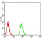 Mouse Monoclonal Antibody to RBFOX3