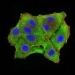 Mouse Monoclonal Antibody to RBFOX3