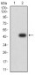 Mouse Monoclonal Antibody to RBFOX3