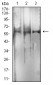Mouse Monoclonal Antibody to RBFOX3