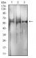 Mouse Monoclonal Antibody to RBFOX3