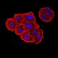 Mouse Monoclonal Antibody to ZFP91