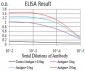 Mouse Monoclonal Antibody to ZFP91