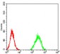 Mouse Monoclonal Antibody to ZFP91