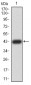Mouse Monoclonal Antibody to ZFP91