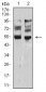 Mouse Monoclonal Antibody to MITF