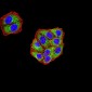 Mouse Monoclonal Antibody to KDM3A