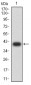 Mouse Monoclonal Antibody to KDM3A
