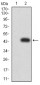 Mouse Monoclonal Antibody to KDM3A