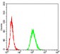 Mouse Monoclonal Antibody to MET