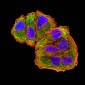 Mouse Monoclonal Antibody to MET