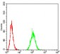 Mouse Monoclonal Antibody to MET