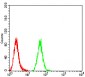 Mouse Monoclonal Antibody to MIB1