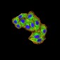 Mouse Monoclonal Antibody to MIB1
