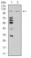 Mouse Monoclonal Antibody to MIB1