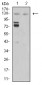 Mouse Monoclonal Antibody to MIB1