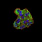 Mouse Monoclonal Antibody to SYK