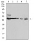 Mouse Monoclonal Antibody to IDH1