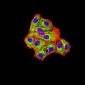 Mouse Monoclonal Antibody to IDH1