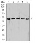 Mouse Monoclonal Antibody to IDH1