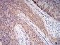 Mouse Monoclonal Antibody to C1QA