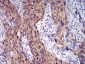 Mouse Monoclonal Antibody to C1QA