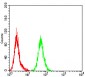 Mouse Monoclonal Antibody to ALK