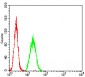 Mouse Monoclonal Antibody to HLA-B