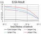 Mouse Monoclonal Antibody to RALB