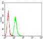 Mouse Monoclonal Antibody to RALB