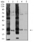 Mouse Monoclonal Antibody to RALB