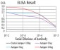 Mouse Monoclonal Antibody to RALB