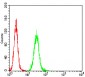 Mouse Monoclonal Antibody to RALB