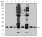 Mouse Monoclonal Antibody to RALB