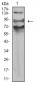 Mouse Monoclonal Antibody to AFAP1L2