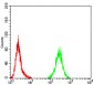 Mouse Monoclonal Antibody to PLCG1