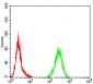 Mouse Monoclonal Antibody to PLCG1